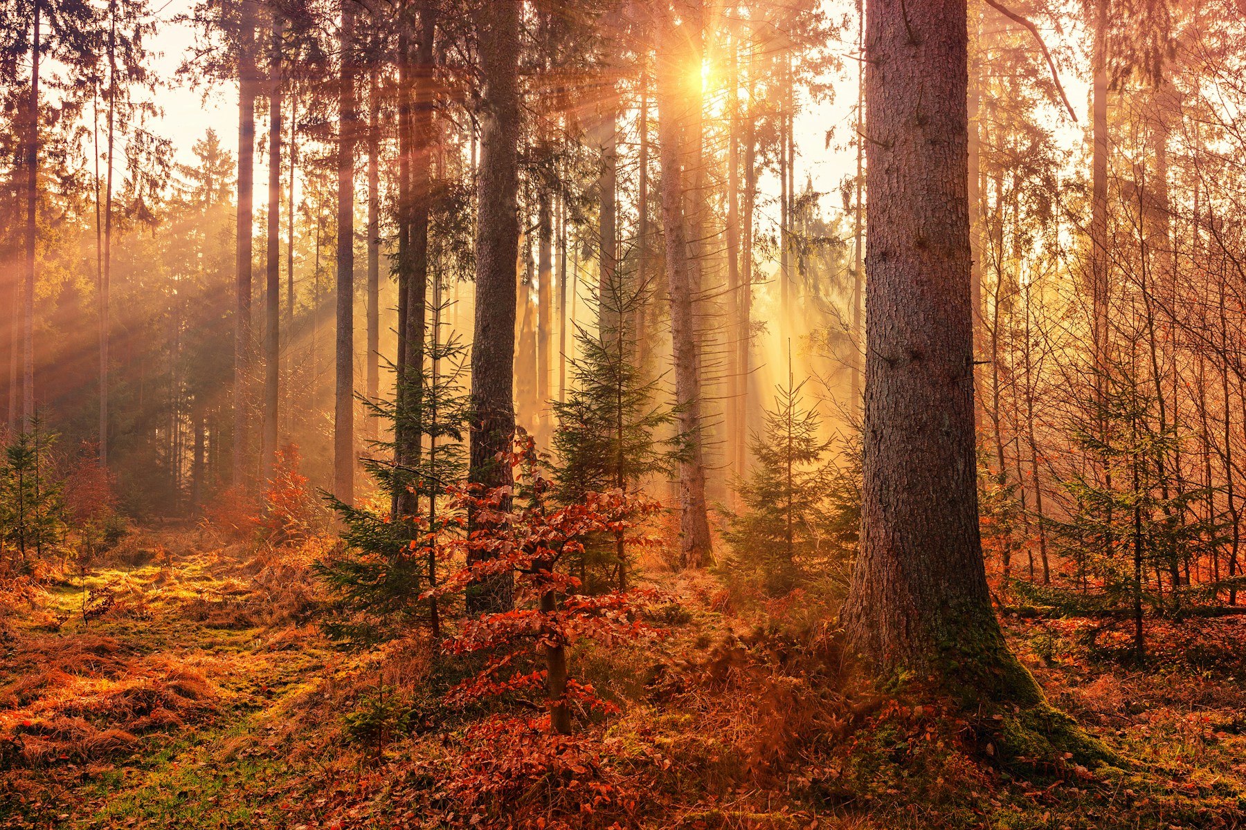 Sunlight reaches between tall trees in a woodland.